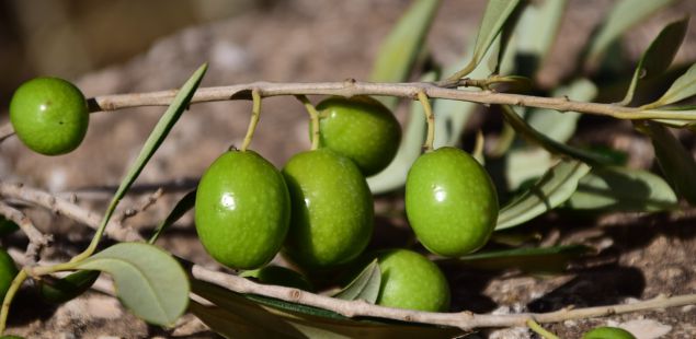 Controlar la campaña de la aceituna desde el móvil