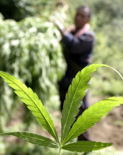 Los inspectores de hacienda piden legalizar la marihuana